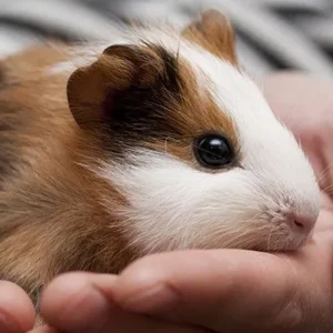 Small Pet