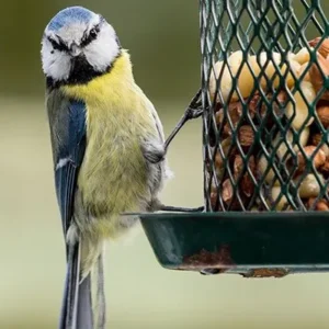Wildlife