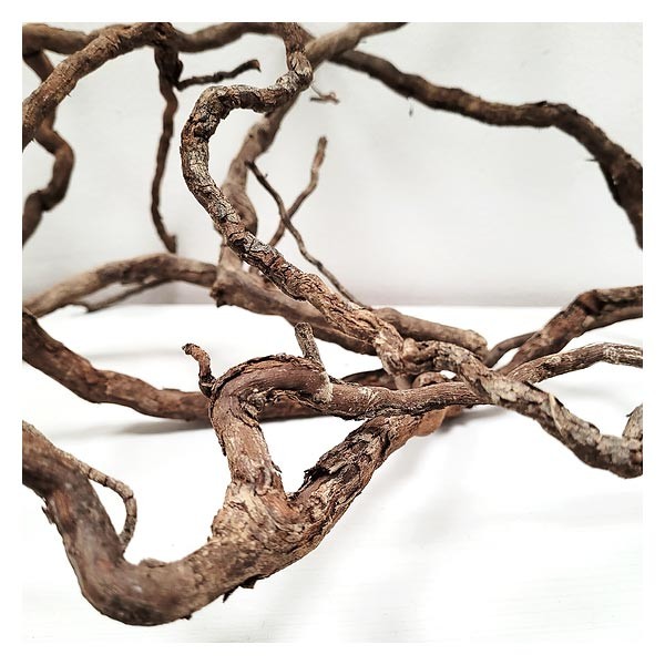 Wio Elder Root 250g 2 Wio Elder Root 250g - Image 2