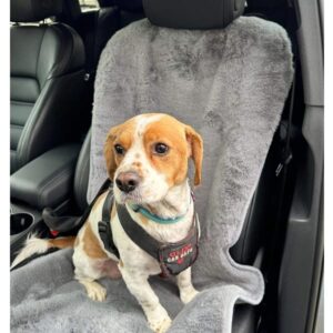 Pet Rebellion Comfy Car Seat Cover Faux Fur Single