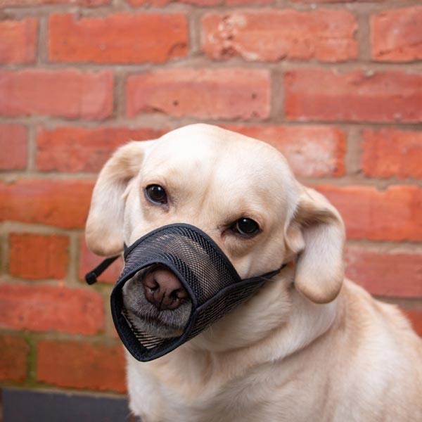 Mesh Muzzle Size 3 20x15cm 2 Mesh Muzzle Size 3 20x15cm - Image 2