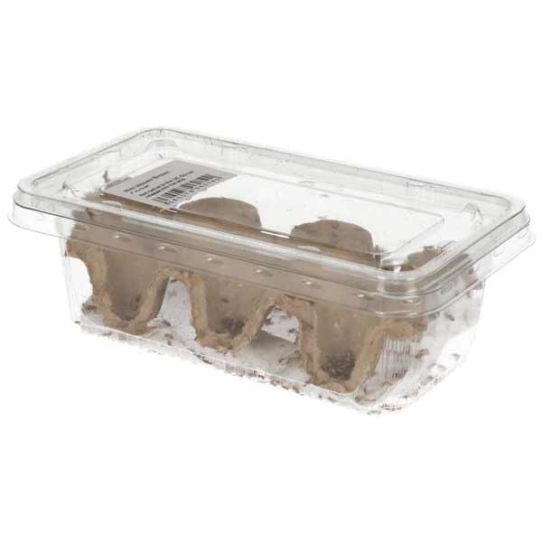 Instore Brown House Crickets Pre-Pack Mini 1 Instore Brown House Crickets Pre-Pack Mini