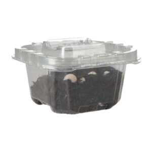 T-Albino Isopods Pre-pack