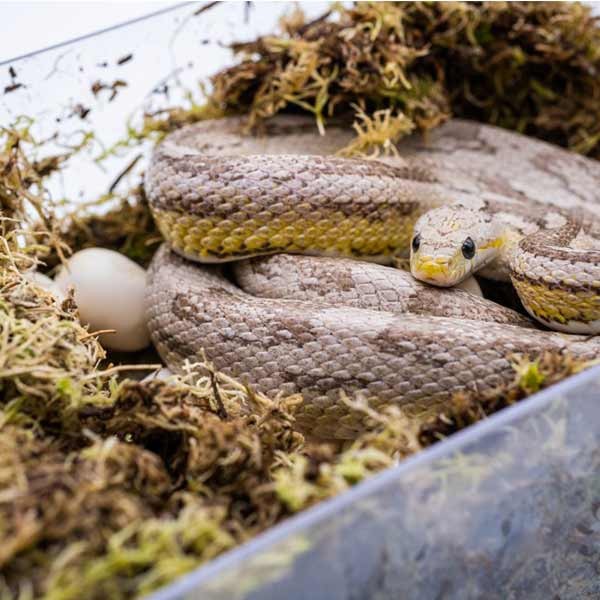 White Python Egg laying Hide 4 White Python Egg laying Hide - Image 4