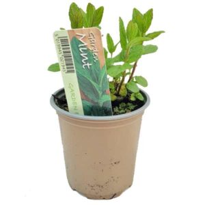Garden Mint (Mentha spicata) 9cm Pot