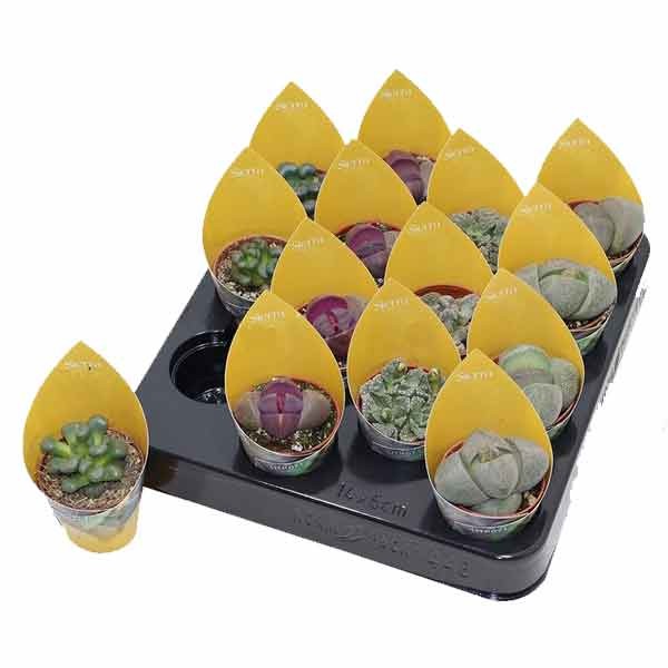 Lithops mix Sierra 5cm Pot