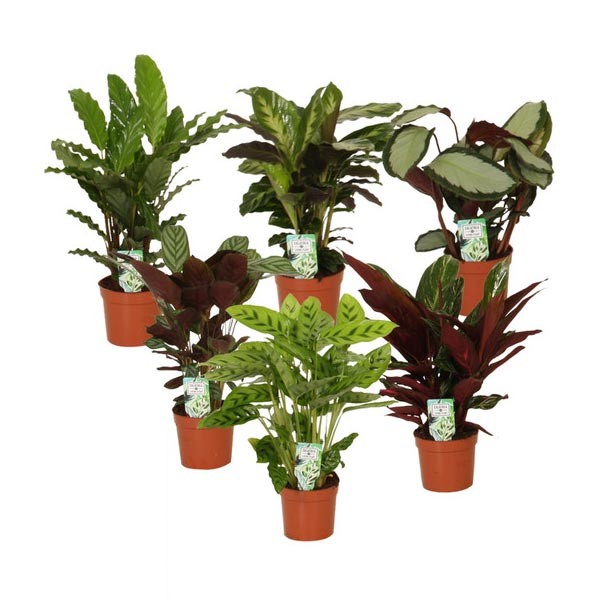 Calathea Assorted Spcecies 12cm