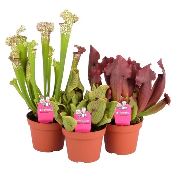 The Horti House Trumpet Pitchers (Sarracenia) Mixed 12m Pot 1 The Horti House Trumpet Pitchers (Sarracenia) Mixed 12m Pot