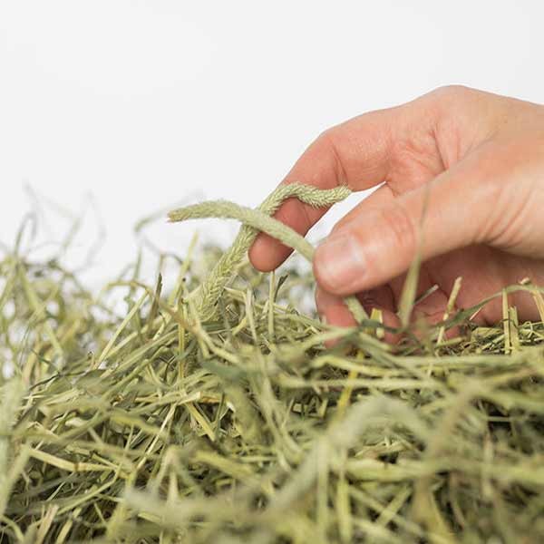 Newhay Timothy Feeding Hay Dandelion & Nettle 1kg 3 Newhay Timothy Feeding Hay Dandelion & Nettle 1kg - Image 3
