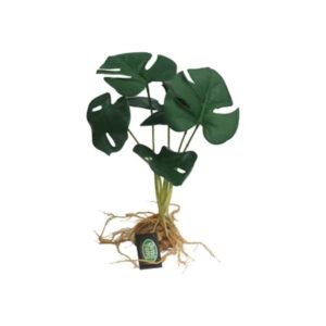 Betta Terra Monstera Plant With Roots 31cm