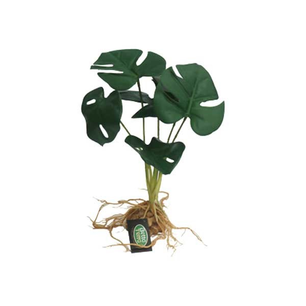 Betta Terra Monstera Plant With Roots 31cm 1 Betta Terra Monstera Plant With Roots 31cm