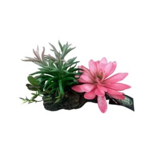 Betta Terra Succulent Garden