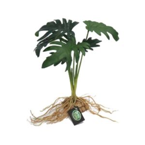Betta Terra Jacklyn Plant With Roots 28cm