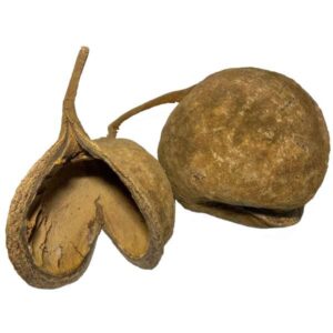 OA Botanical Buddha Nut