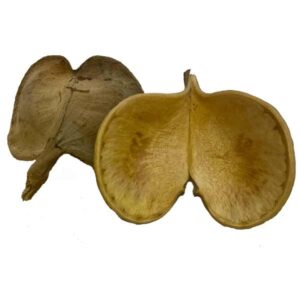 OA Botanical Elephant Ear double 10-18cm