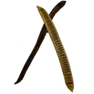 OA Botanical Step Fruit Husk 30-40cm