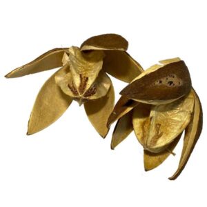 OA Botanical Wild Lily Head 5 Pack