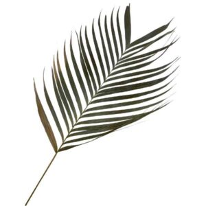 OA Botanical Areca Palm Leaf 60cm