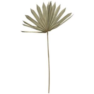 OA Botanical Sun Palm 40-50cm