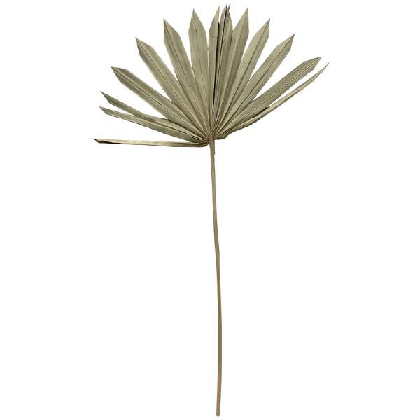 OA Botanical Sun Palm 40-50cm 1 OA Botanical Sun Palm 40-50cm