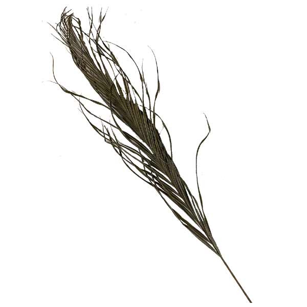 OA Botanical Kentia Palm 100cm