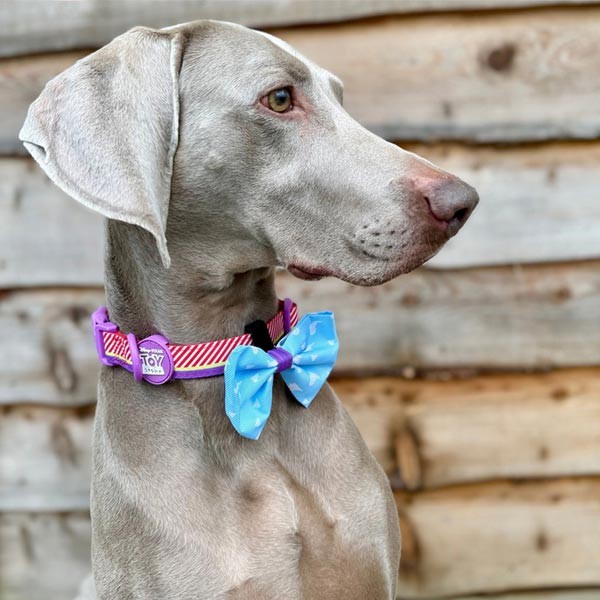 Disney© Buzz Lightyear Collar - Large 2 Disney© Buzz Lightyear Collar - Large - Image 2