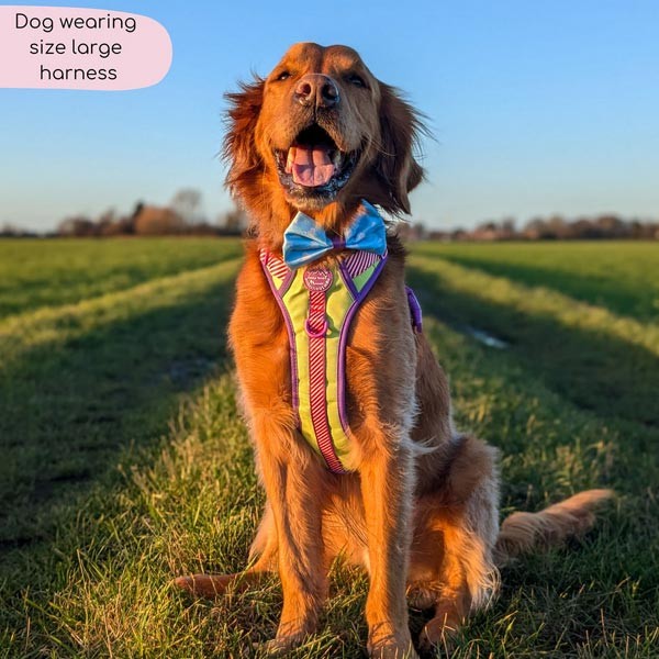 Disney© Tough Trails Buzz Lightyear Large Harness 3 Disney© Tough Trails Buzz Lightyear Large Harness - Image 3