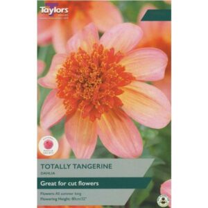 Taylors Bulbs