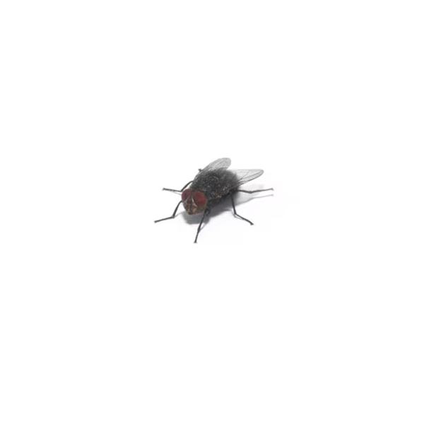 Instore Bottlefly Casters 1 Instore Bottlefly Casters