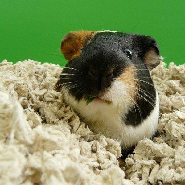 Carefresh Natural Small Animal Bedding 14 Litres 2 Carefresh Natural Small Animal Bedding 14 Litres - Image 2