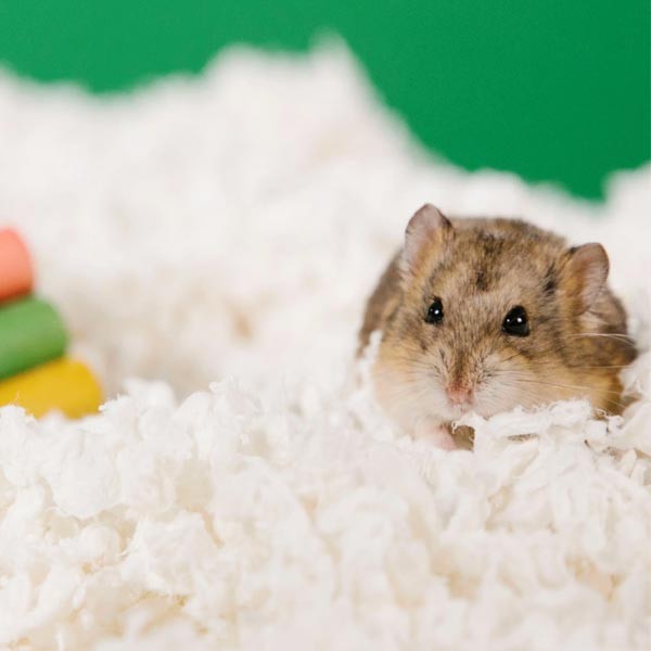 Carefresh White Small Animal Bedding 10 Litres 2 Carefresh White Small Animal Bedding 10 Litres - Image 2
