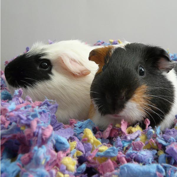 Carefresh Confetti Small Animal Bedding 50 Litres 2 Carefresh Confetti Small Animal Bedding 50 Litres - Image 2