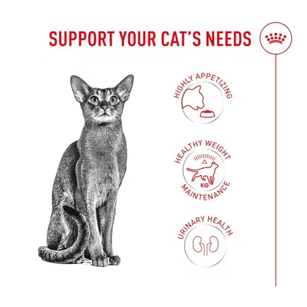 Royal Canin Fussy Dry Cat Food 400g 2 Royal Canin Fussy Dry Cat Food 400g - Image 2