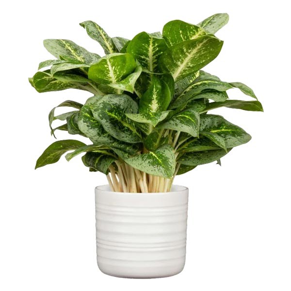 Scheurich Flower Pot 850 Soft Wool 23cm 2 Scheurich Flower Pot 850 Soft Wool 23cm - Image 2