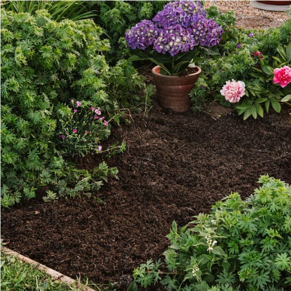 Westland Organic Gold Fine Mulch 50Ltr 2 Westland Organic Gold Fine Mulch 50Ltr - Image 2