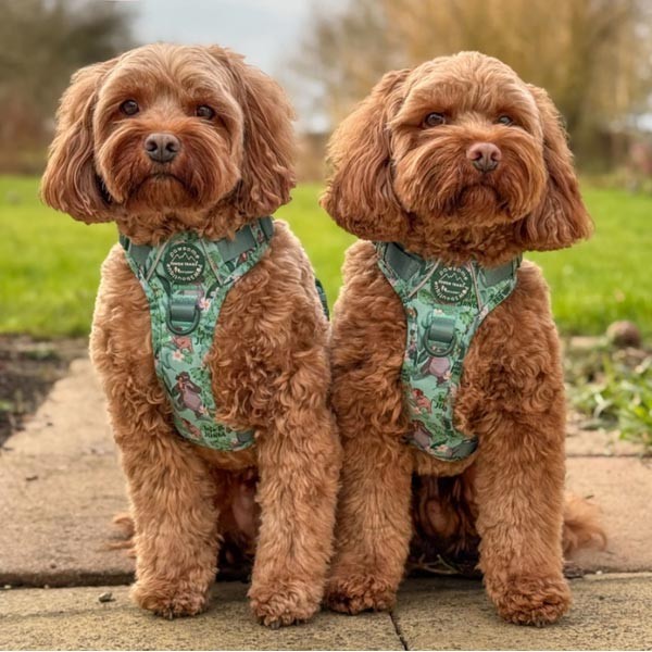 Disney© Tough Trails Jungle Book Large Harness 3 Disney© Tough Trails Jungle Book Large Harness - Image 3