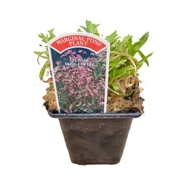 Waterplant Marginal Ragged Robin (Lychnis flos-coculi) 9cm Pot 1 Waterplant Marginal Ragged Robin (Lychnis flos-coculi) 9cm Pot