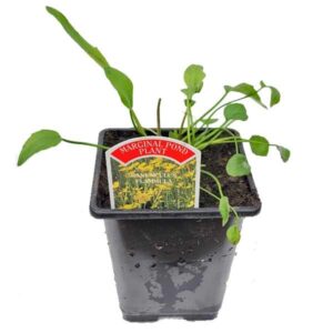 Waterplant Marginal Dwarf Spearwort (Ranunculus flammula) 9cm Pot