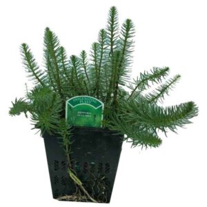 Waterplant Oxygenator Mares Tail (Hippuris vulgaris) 1 Litre