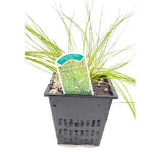 Waterplant Oxygenator Scirpus Cernuus 1 Litre