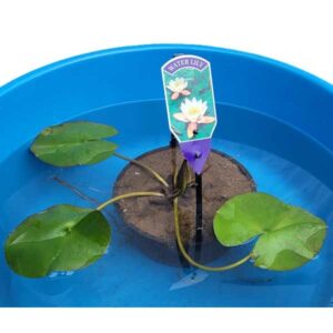 Waterplant Pond Water Lily Carnea Pink
