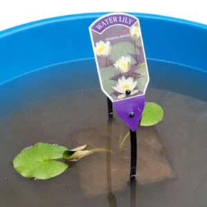Waterplant Pond Water Lily Odorata Minor