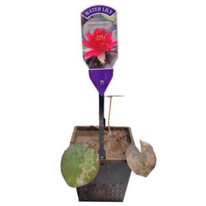 Waterplant Pond Water Lily Perrys Baby Red