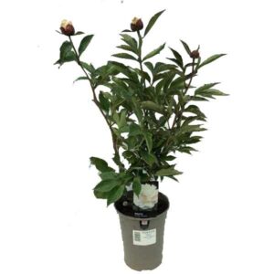 Shirley Temple Peony (Peony lactiflora) 3 Litre Pot