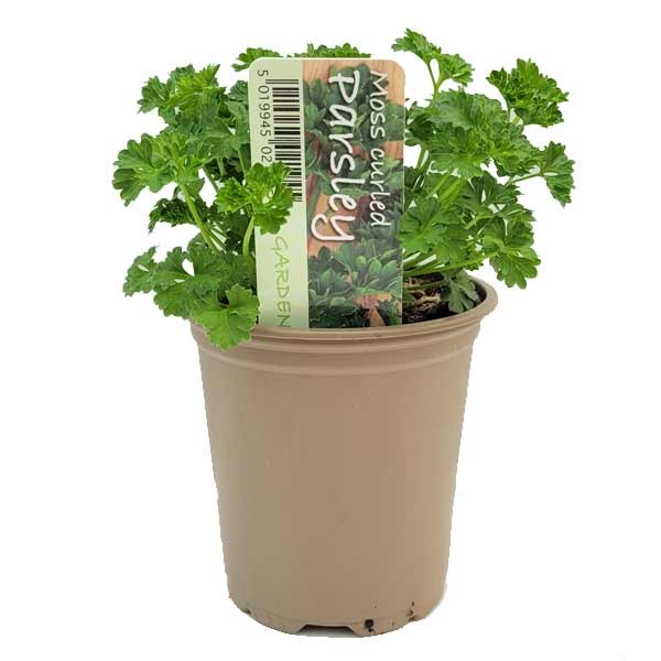 Moss Curled Parsley (Petroselinum crispum) 9cm Pot