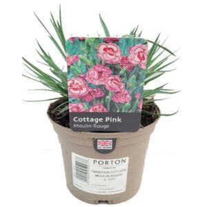 Moulin Rouge (Dianthus Cottage Pink) 1 Litre Pot