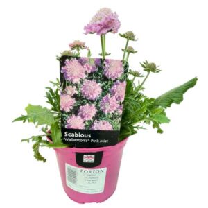 Walbertons Pink Mist (Scabious) 1.5 Litre Pot