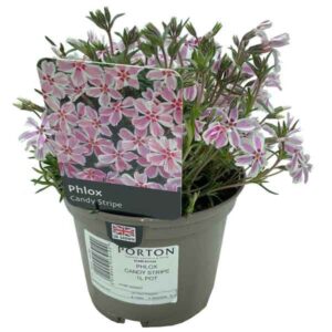 Phlox Candy Stripe 1 Litre Pot