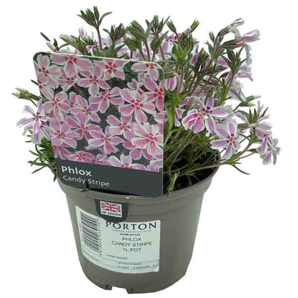 Phlox Candy Stripe 1 Litre Pot 1 Phlox Candy Stripe 1 Litre Pot
