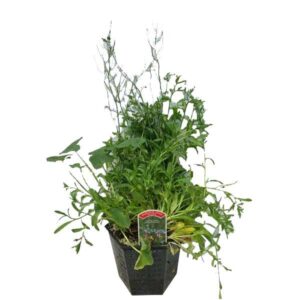 Waterplant Hex Marginal British Native Wildlife Planting 3 Litre